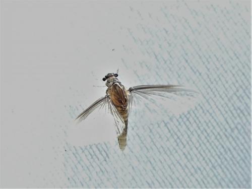 Caenis sp.
